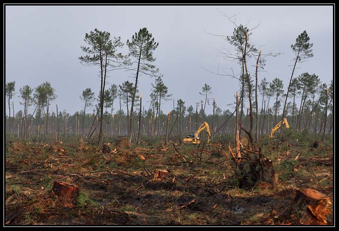 Tempête Klaus-2009 (6)